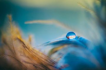 gros plan plume bleue avec goutte d'eau parfaite dessus energeticienne niort praticienne en kinesiologie et soins energetiques reiki niort stress niort mal être niort