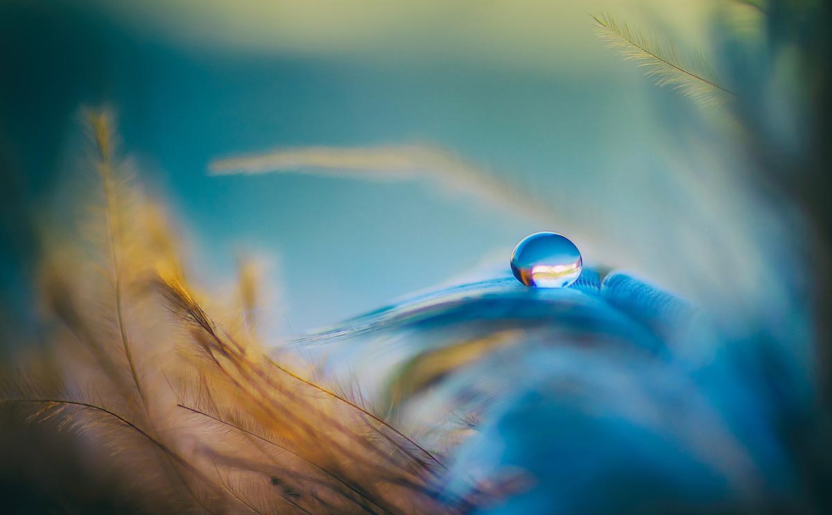 gros plan plume bleue avec goutte d'eau parfaite dessus energeticienne niort praticienne en kinesiologie et soins energetiques reiki niort stress niort mal être niort